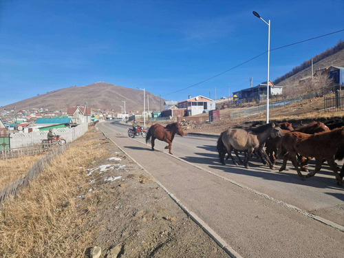 Large-scale operation removes livestock from prohibited areas